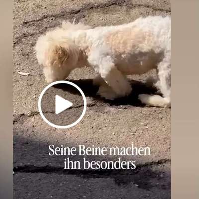 Tierschutzhunde suchen ein Zuhause-Beitrag-Bild