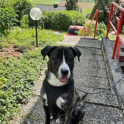 Tierschutzhunde suchen ein Zuhause-Beitrag-Bild