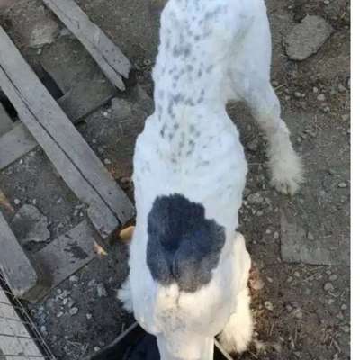 Tierschutzhunde suchen ein Zuhause-Beitrag-Bild
