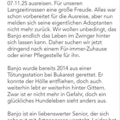 Tierschutzhunde suchen ein Zuhause-Beitrag-Bild