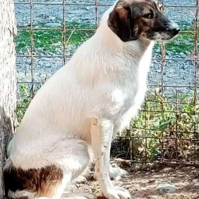 Tierschutzhunde suchen ein Zuhause-Beitrag-Bild