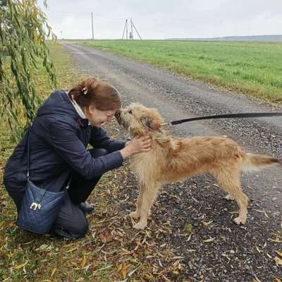 Tierschutzhunde suchen ein Zuhause-Beitrag-Bild