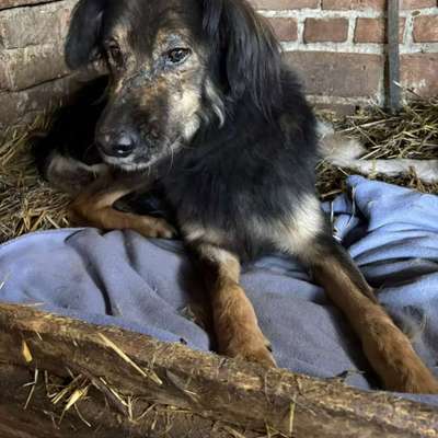 Tierschutzhunde suchen ein Zuhause-Beitrag-Bild
