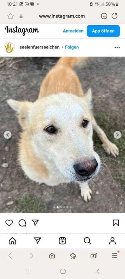 Tierschutzhunde suchen ein Zuhause-Beitrag-Bild