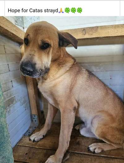 Tierschutzhunde suchen ein Zuhause-Beitrag-Bild