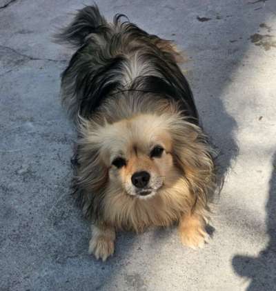 Tierschutzhunde suchen ein Zuhause-Beitrag-Bild