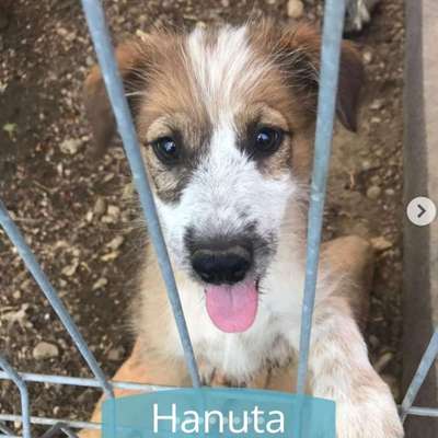 Tierschutzhunde suchen ein Zuhause-Beitrag-Bild