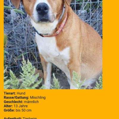 Tierschutzhunde suchen ein Zuhause-Beitrag-Bild