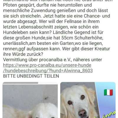 Tierschutzhunde suchen ein Zuhause-Beitrag-Bild