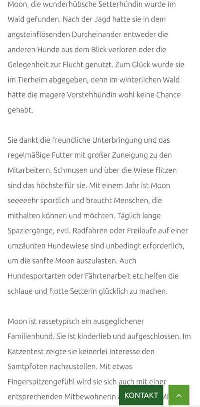 Tierschutzhunde suchen ein Zuhause-Beitrag-Bild