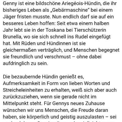 Tierschutzhunde suchen ein Zuhause-Beitrag-Bild