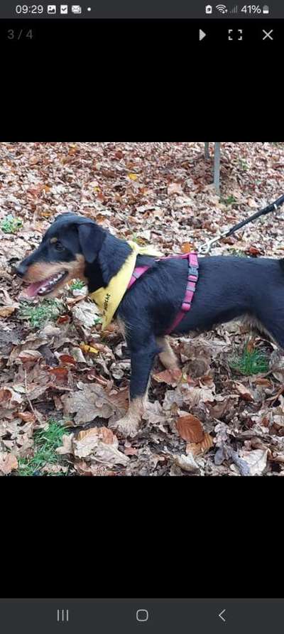 Tierschutzhunde suchen ein Zuhause-Beitrag-Bild