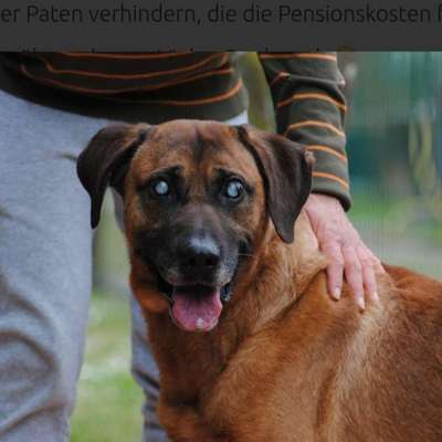 Tierschutzhunde suchen ein Zuhause-Beitrag-Bild