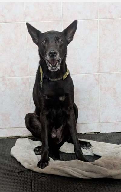 Tierschutzhunde suchen ein Zuhause-Beitrag-Bild