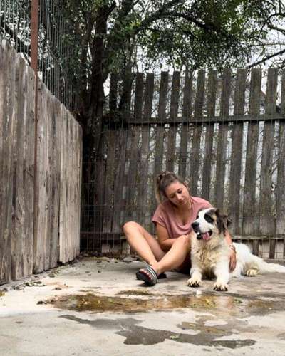 Tierschutzhunde suchen ein Zuhause-Beitrag-Bild