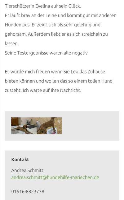 Tierschutzhunde suchen ein Zuhause-Beitrag-Bild