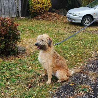 Tierschutzhunde suchen ein Zuhause-Beitrag-Bild