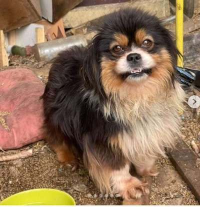 Tierschutzhunde suchen ein Zuhause-Beitrag-Bild
