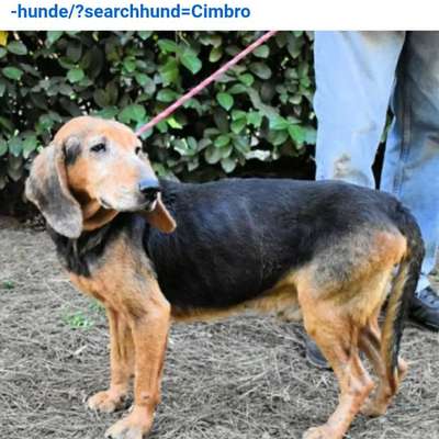 Tierschutzhunde suchen ein Zuhause-Beitrag-Bild