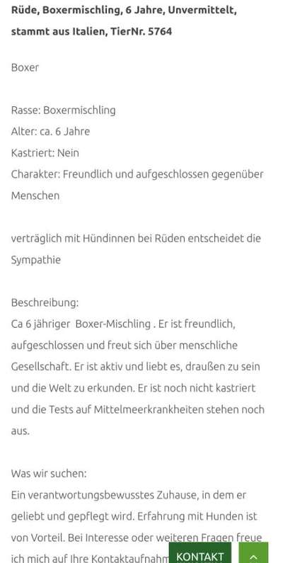 Tierschutzhunde suchen ein Zuhause-Beitrag-Bild