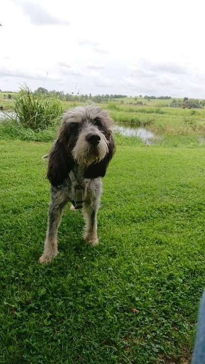 Seltene Rassen!-Beitrag-Bild