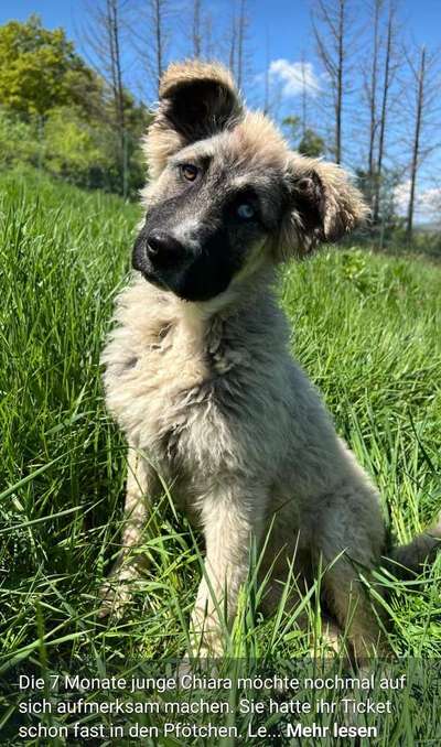 Tierschutzhunde suchen ein Zuhause-Beitrag-Bild
