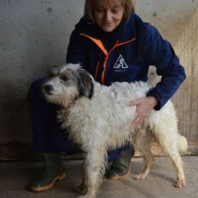 Tierschutzhunde suchen ein Zuhause-Beitrag-Bild