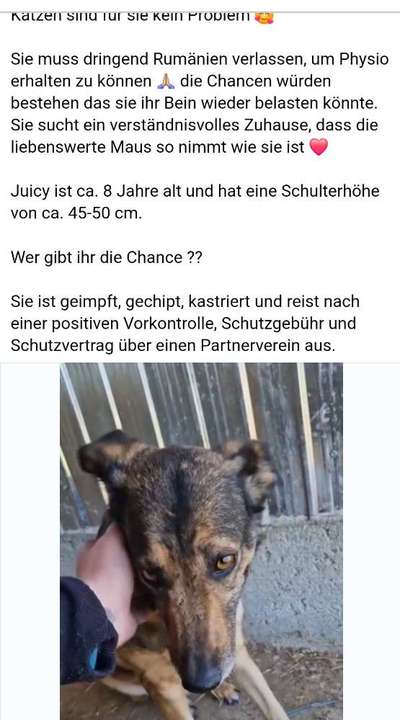 Tierschutzhunde suchen ein Zuhause-Beitrag-Bild