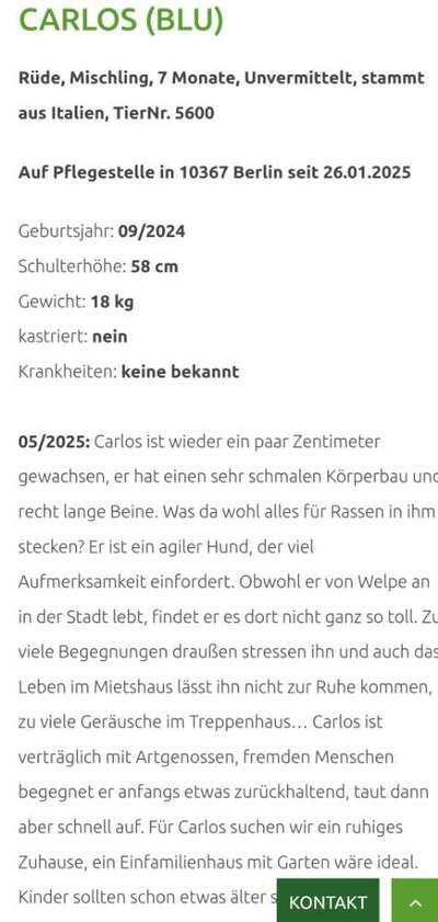 Tierschutzhunde suchen ein Zuhause-Beitrag-Bild