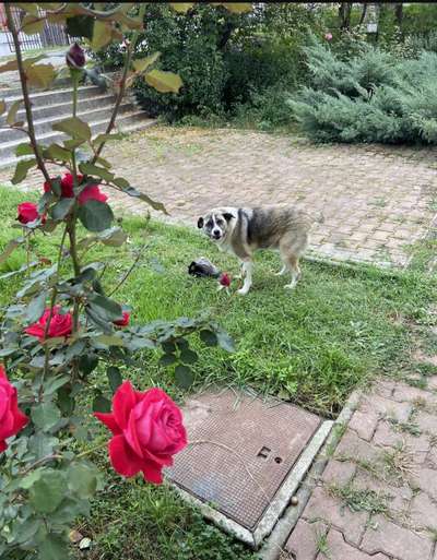 Tierschutzhunde suchen ein Zuhause-Beitrag-Bild