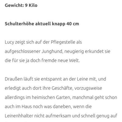 Tierschutzhunde suchen ein Zuhause-Beitrag-Bild