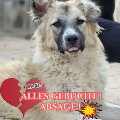 Tierschutzhunde suchen ein Zuhause-Beitrag-Bild