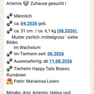 Tierschutzhunde suchen ein Zuhause-Beitrag-Bild