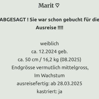 Tierschutzhunde suchen ein Zuhause-Beitrag-Bild