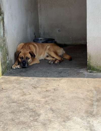 Tierschutzhunde suchen ein Zuhause-Beitrag-Bild