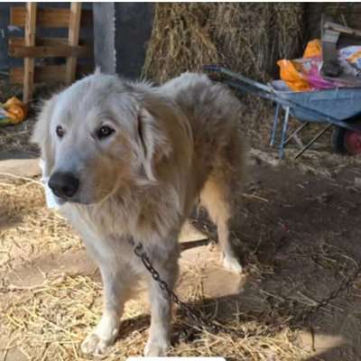 Tierschutzhunde suchen ein Zuhause-Beitrag-Bild