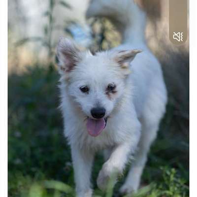 Tierschutzhunde suchen ein Zuhause-Beitrag-Bild