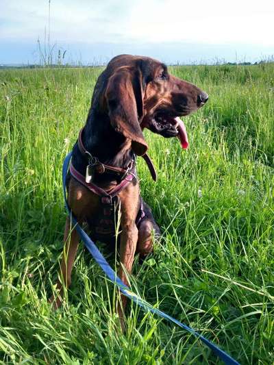 Schlappohren Suche <3-Beitrag-Bild