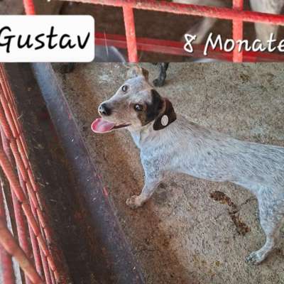 Tierschutzhunde suchen ein Zuhause-Beitrag-Bild