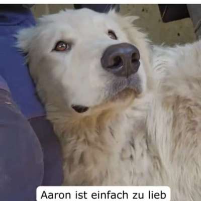 Tierschutzhunde suchen ein Zuhause-Beitrag-Bild