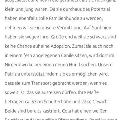 Tierschutzhunde suchen ein Zuhause-Beitrag-Bild