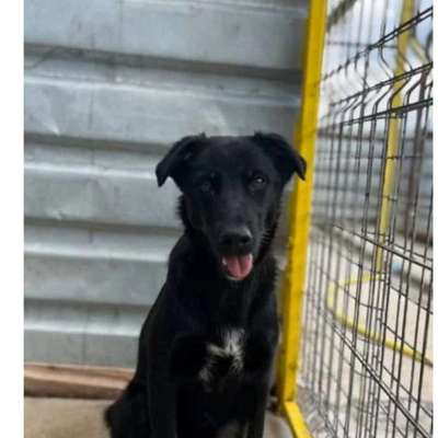 Tierschutzhunde suchen ein Zuhause-Beitrag-Bild