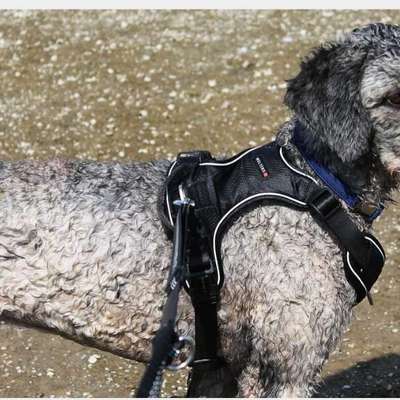 Tierschutzhunde suchen ein Zuhause-Beitrag-Bild