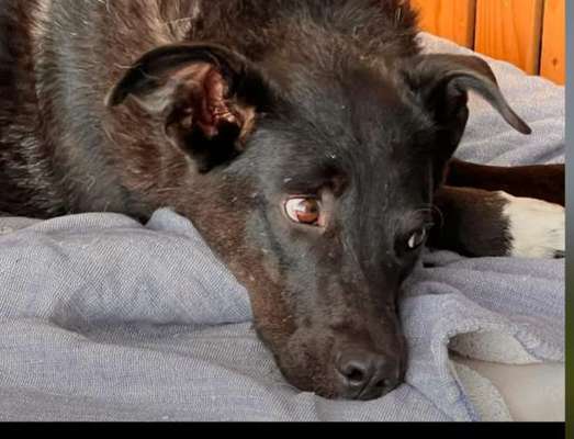 Tierschutzhunde suchen ein Zuhause-Beitrag-Bild