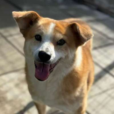 Tierschutzhunde suchen ein Zuhause-Beitrag-Bild