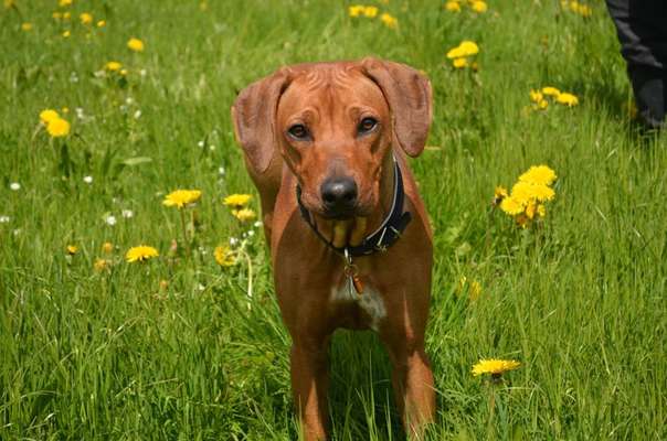 Rhodesian Ridgeback-Beitrag-Bild