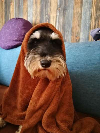 33. Handy Foto Challenge - Verkleidung deines Hundes-Beitrag-Bild