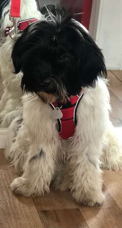 Die Dogorama Kalender Challenge Titelbild-Beitrag-Bild