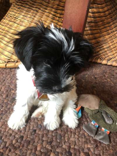 Welpen Bilder !-Beitrag-Bild