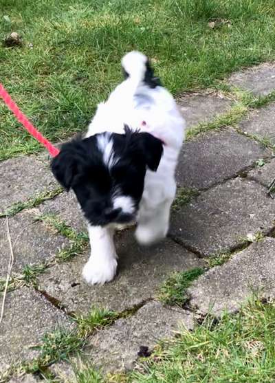 Welpen Bilder !-Beitrag-Bild